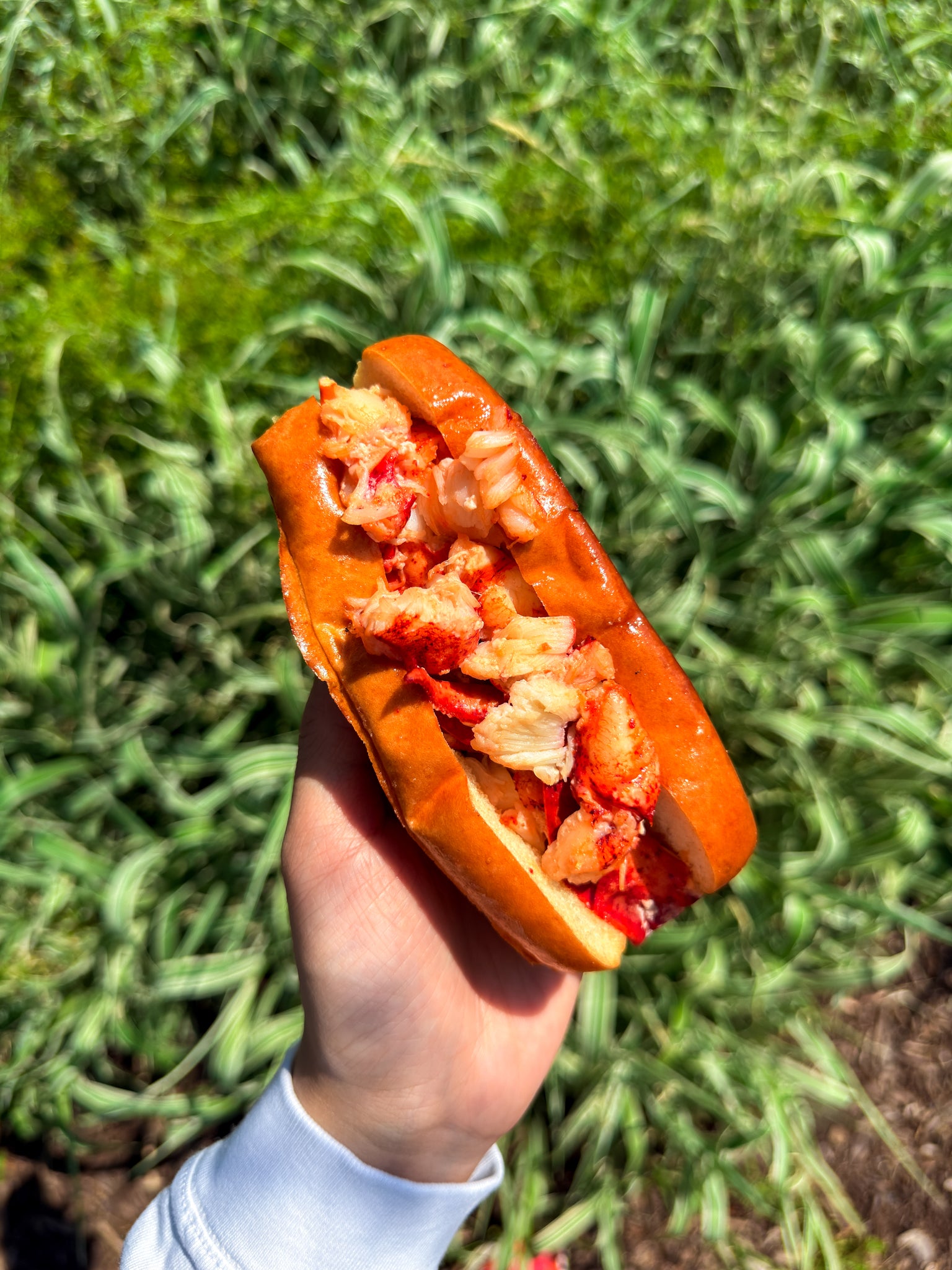Lobster Roll